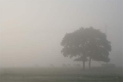 Baum im Nebel - (c) stock.xchng, FrenchByte