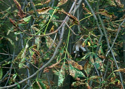 Geschundene Kastanie - von der Miniermotte befallen